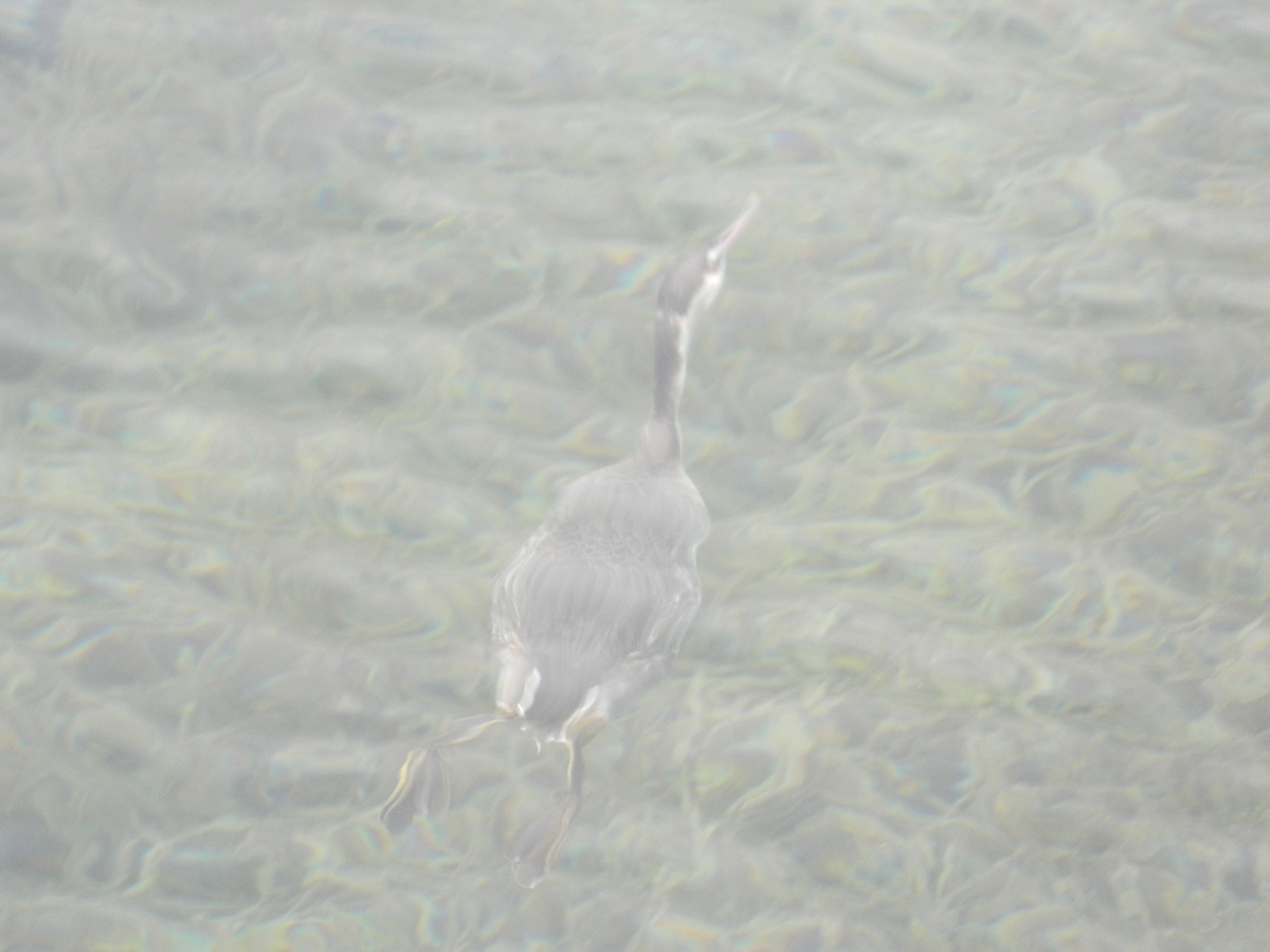 Svasso a pesca nel lago