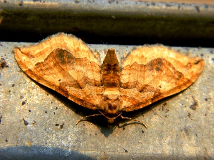 Geometridae da id, Scotopteryx?