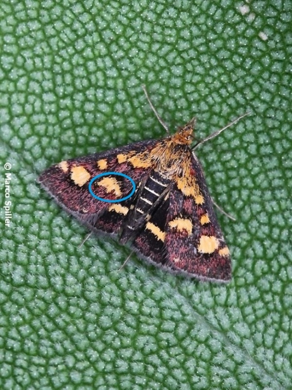 Pyrausta..... ? Pyrausta purpuralis, Crambidae