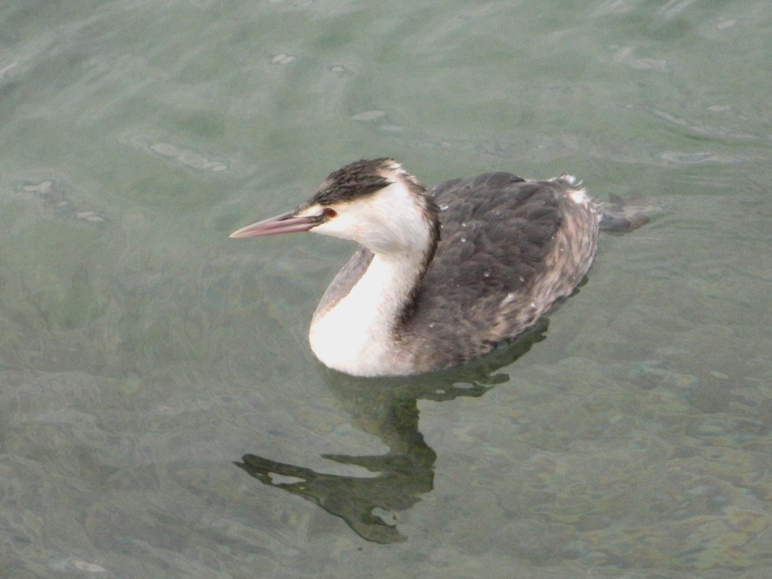 Svasso a pesca nel lago