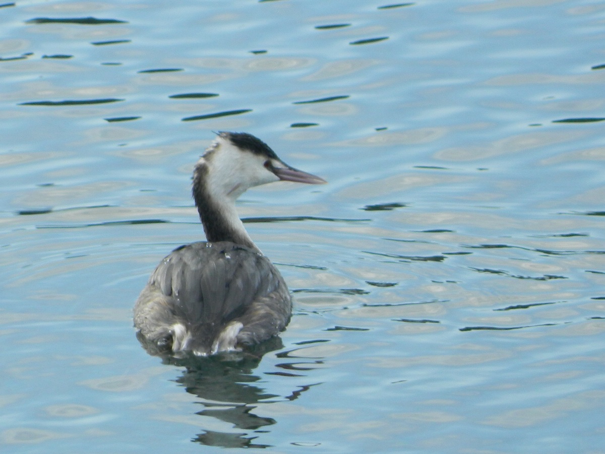 Svasso a pesca nel lago