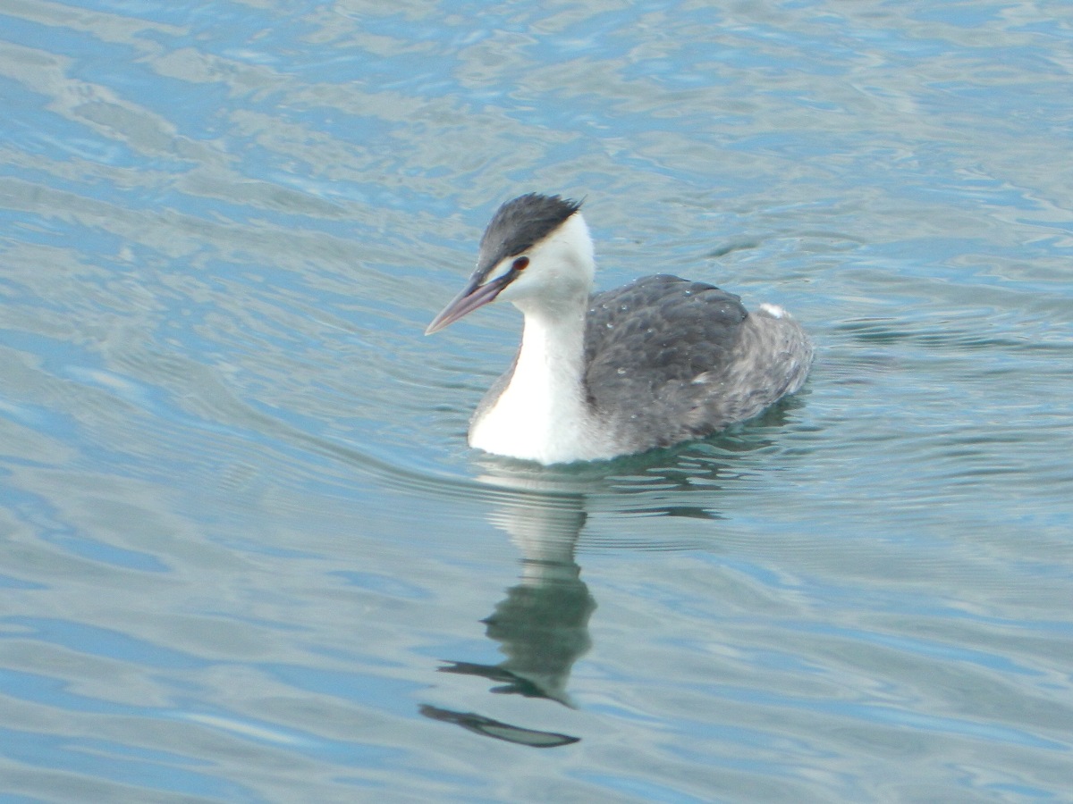 Svasso a pesca nel lago