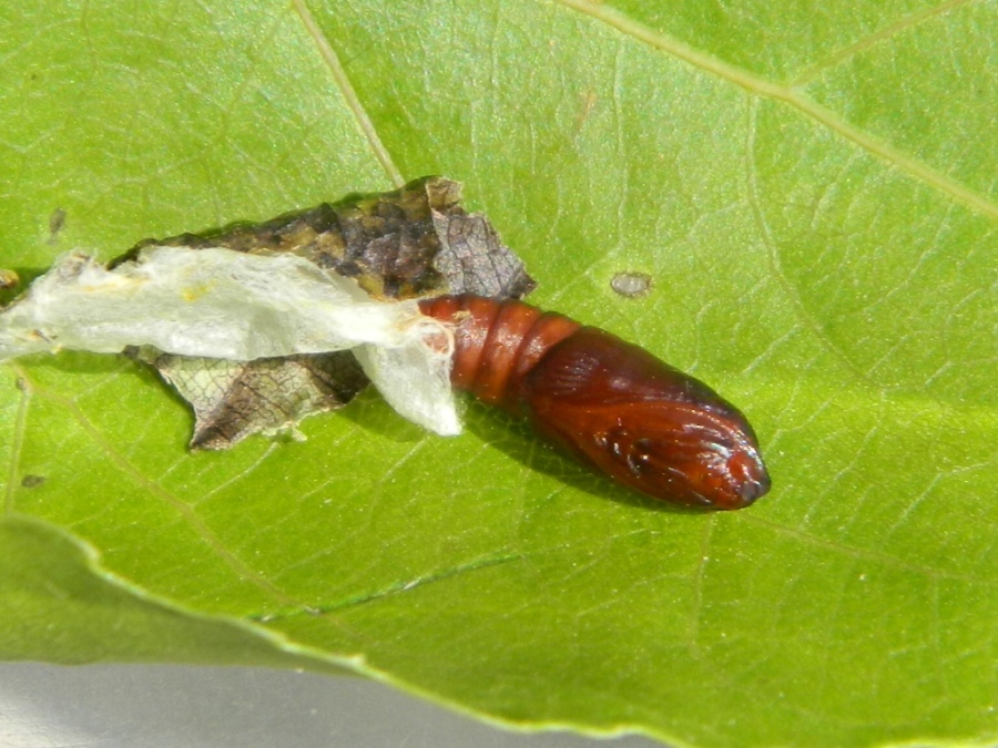 Ciclo vitale di Tortricidae: Hedya salicella