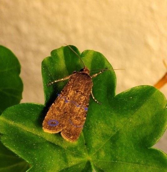 aiuto id noctuide - Agrotis segetum