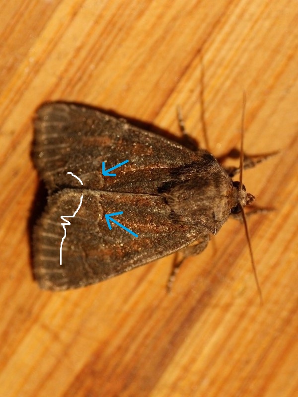 Noctuidae 3 da ID - Thalpophila matura