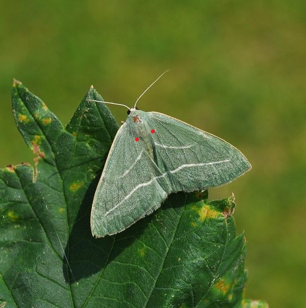 Hylaea pinicolaria? No, H. fasciaria - Geometridae