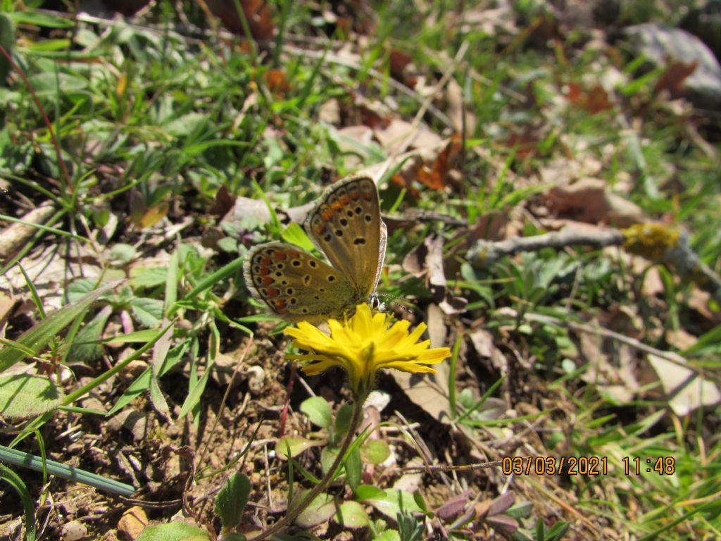 Polyommatus thersites?