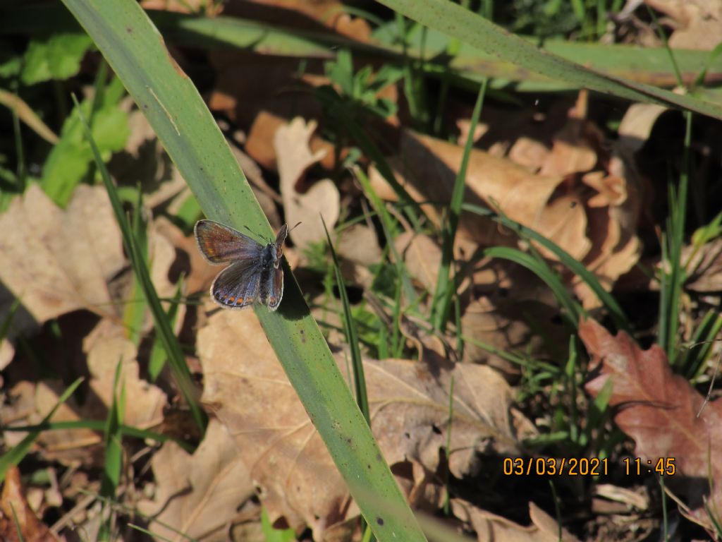 Polyommatus thersites?