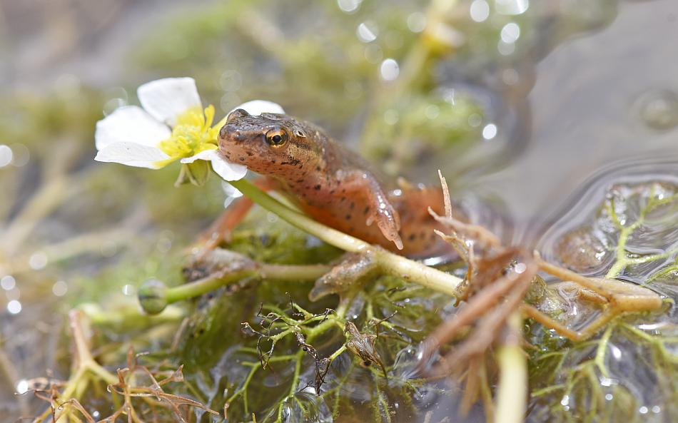 Tritone punteggiato ai bordi del lago