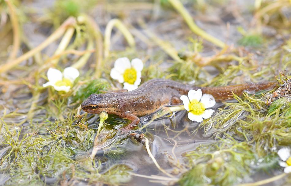 Tritone punteggiato ai bordi del lago