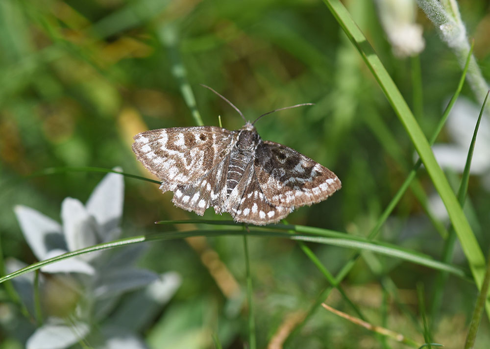 Da determinare -  Euclidia (Callistege) mi, Erebidae