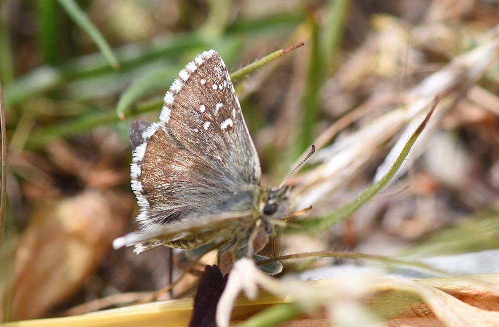 Pyrgus serratulae e/o alveus?