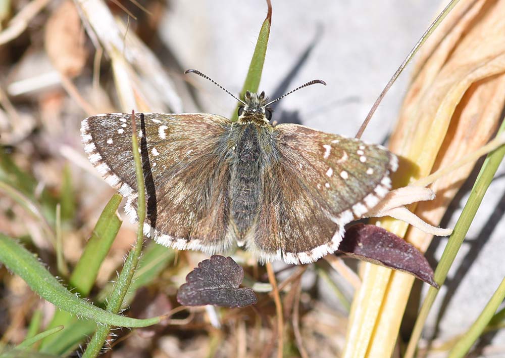 Pyrgus serratulae e/o alveus?