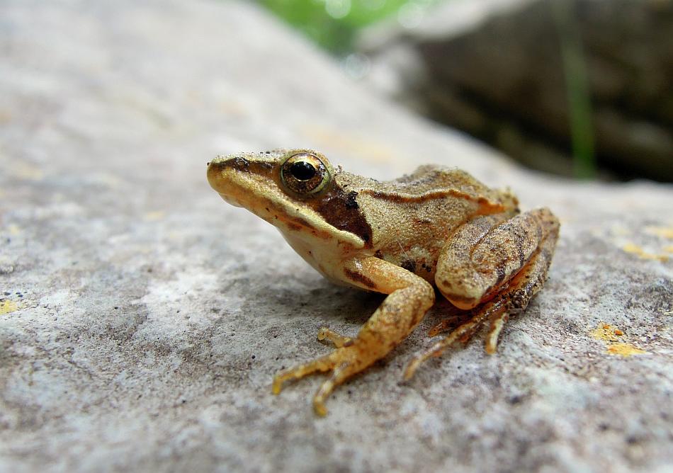 Piccola rana in faggeta - Rana dalmatina