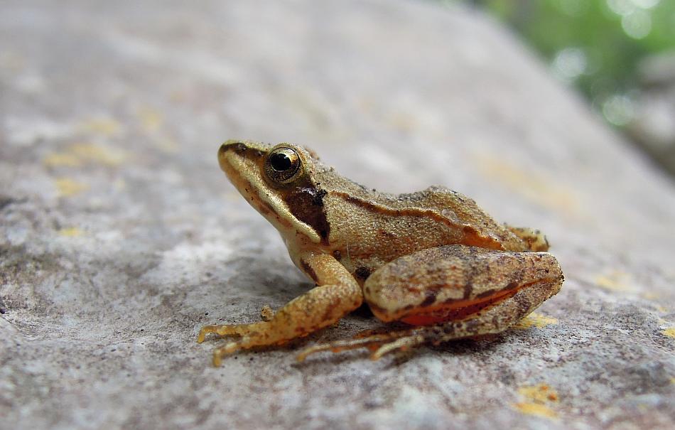 Piccola rana in faggeta - Rana dalmatina