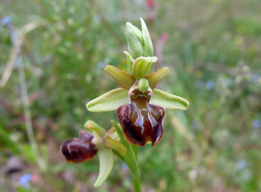 Ophrys aranifera?