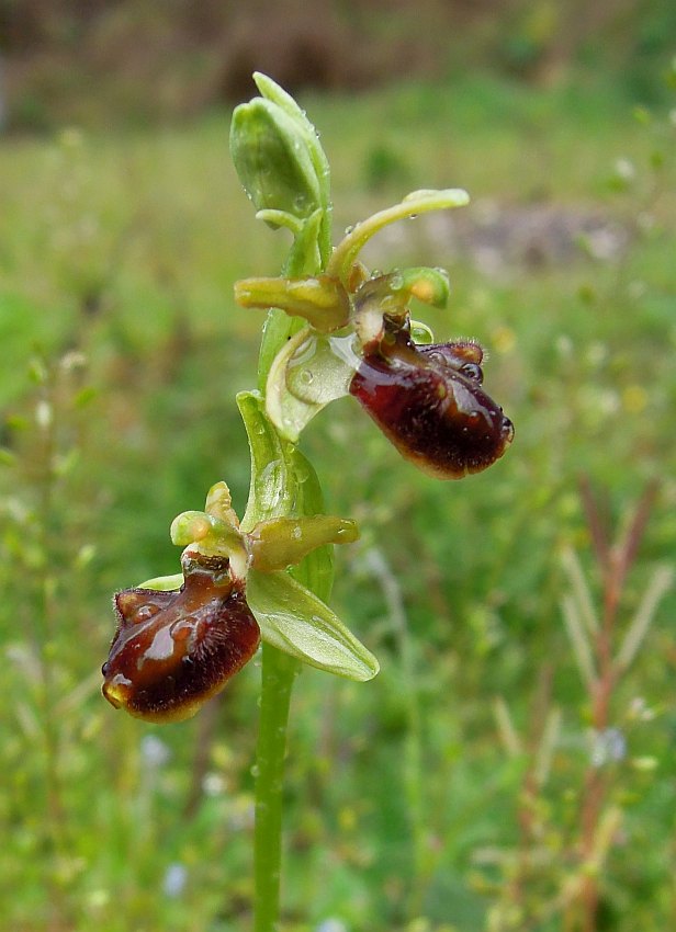 Ophrys aranifera?