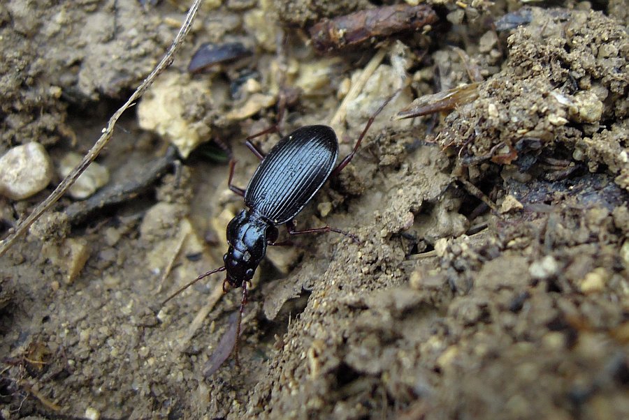 Nebria posthuma