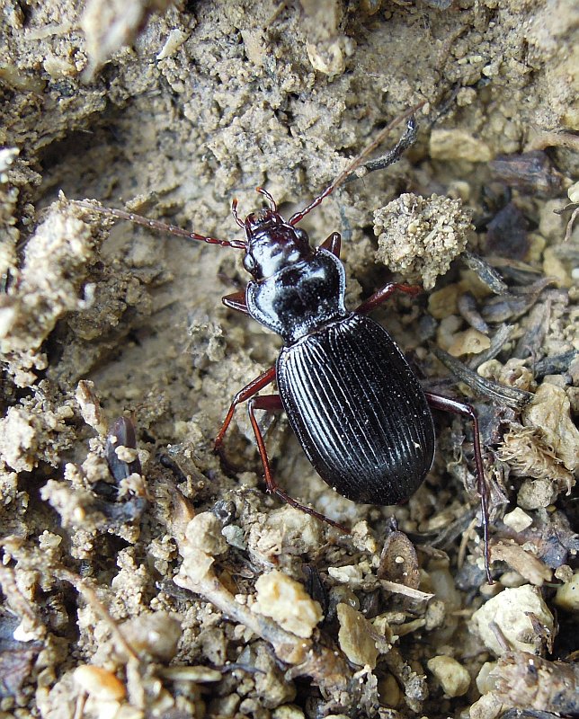 Nebria posthuma