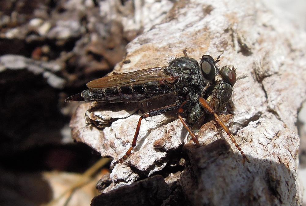 Asilidae con preda