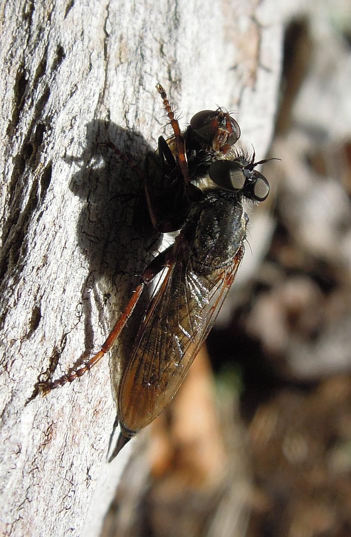 Asilidae con preda