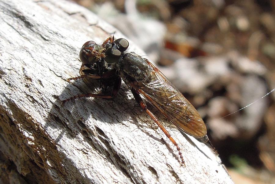 Asilidae con preda