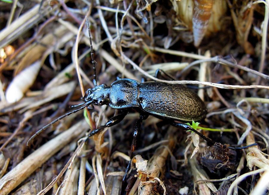 Carabus rossii