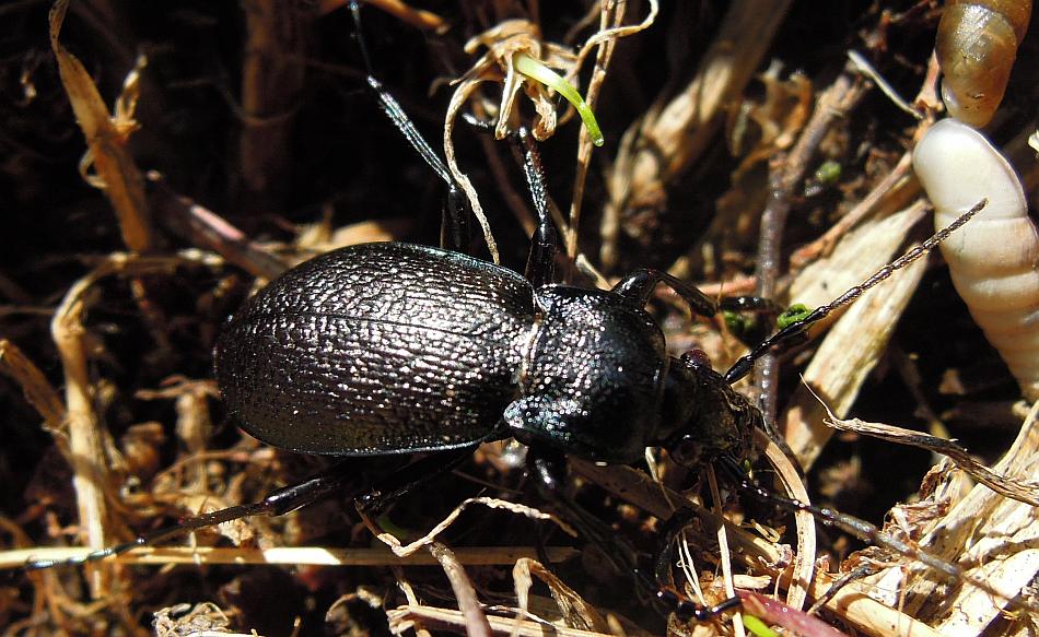 Carabus rossii