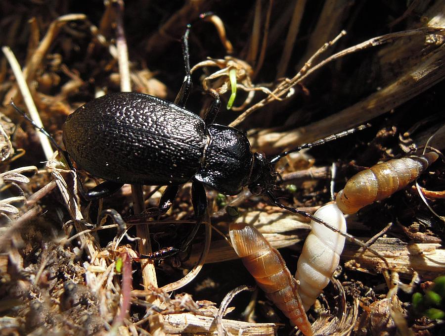 Carabus rossii