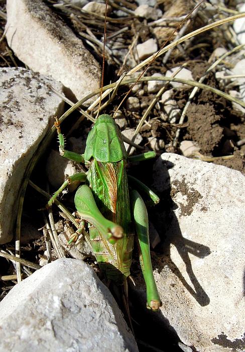 decticus ...