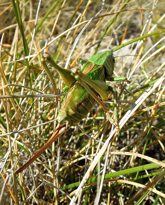 decticus ...