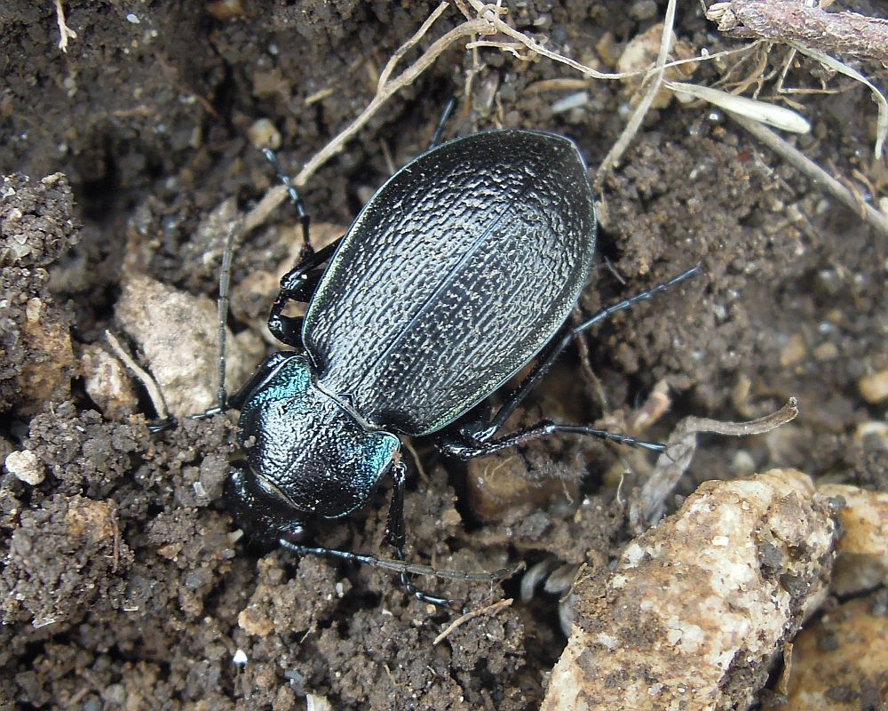 Carabus con riflessi verdi:  Carabus rossii, femmina