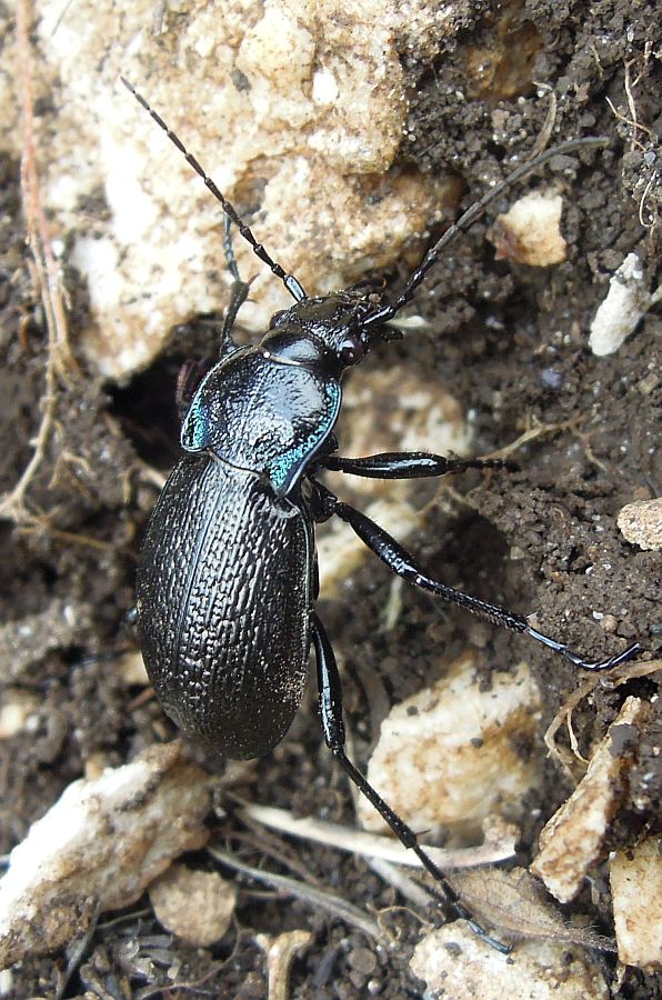 Carabus con riflessi verdi:  Carabus rossii, femmina