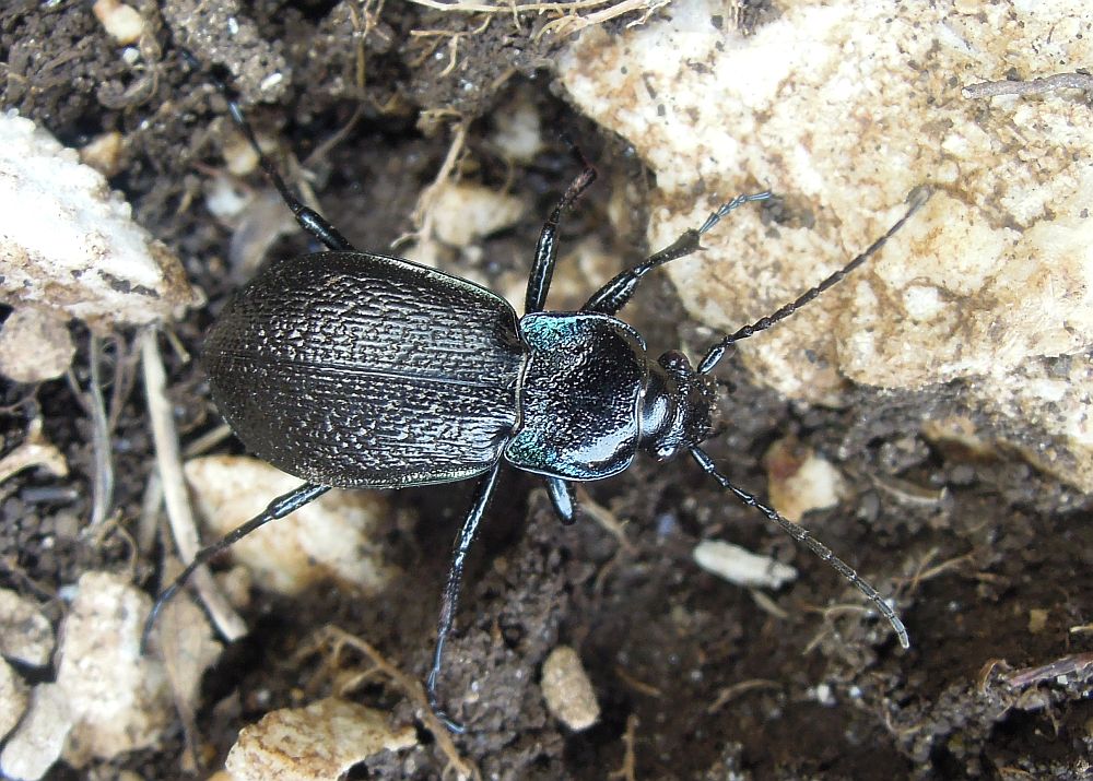 Carabus con riflessi verdi:  Carabus rossii, femmina