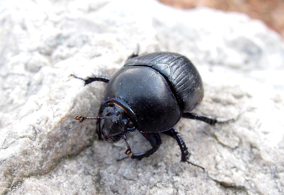 Geotrupes spiniger?