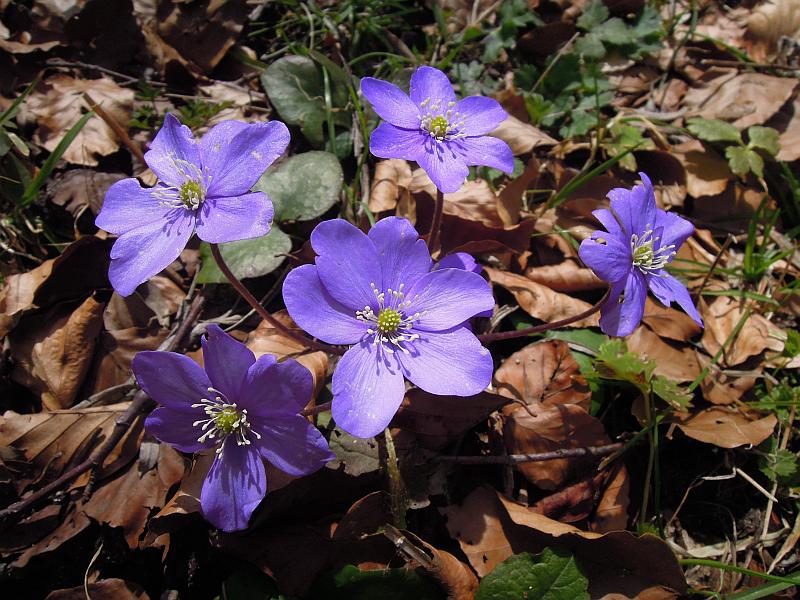 Le ultime arrivate tra le piante gi fiorite