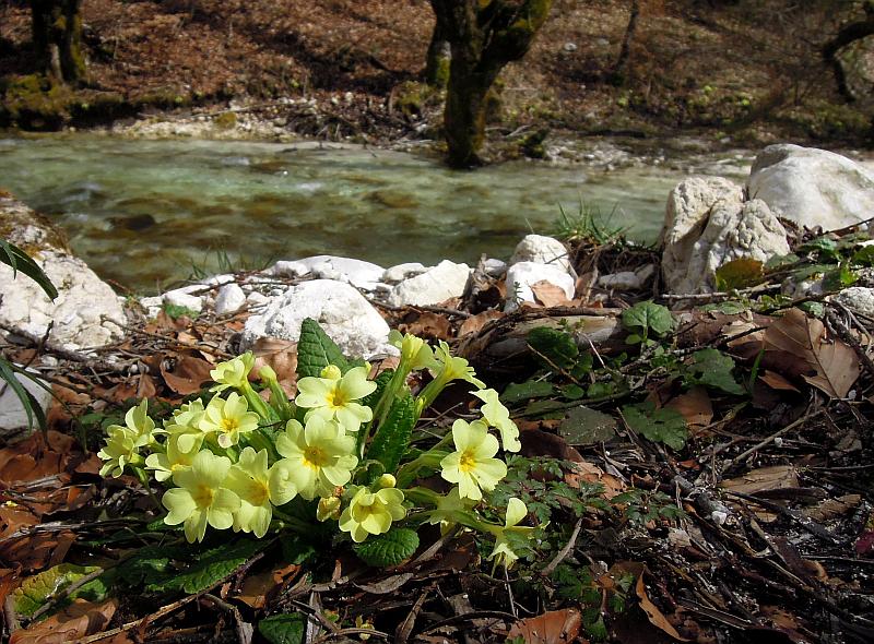 Le ultime arrivate tra le piante gi fiorite