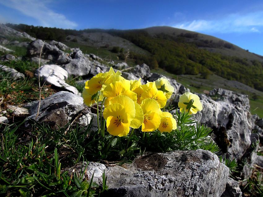 Esplosione di colori nel Parco Nazionale d''Abruzzo