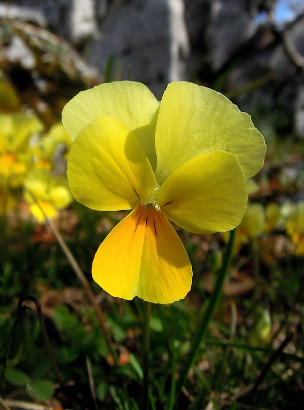 Esplosione di colori nel Parco Nazionale d''Abruzzo