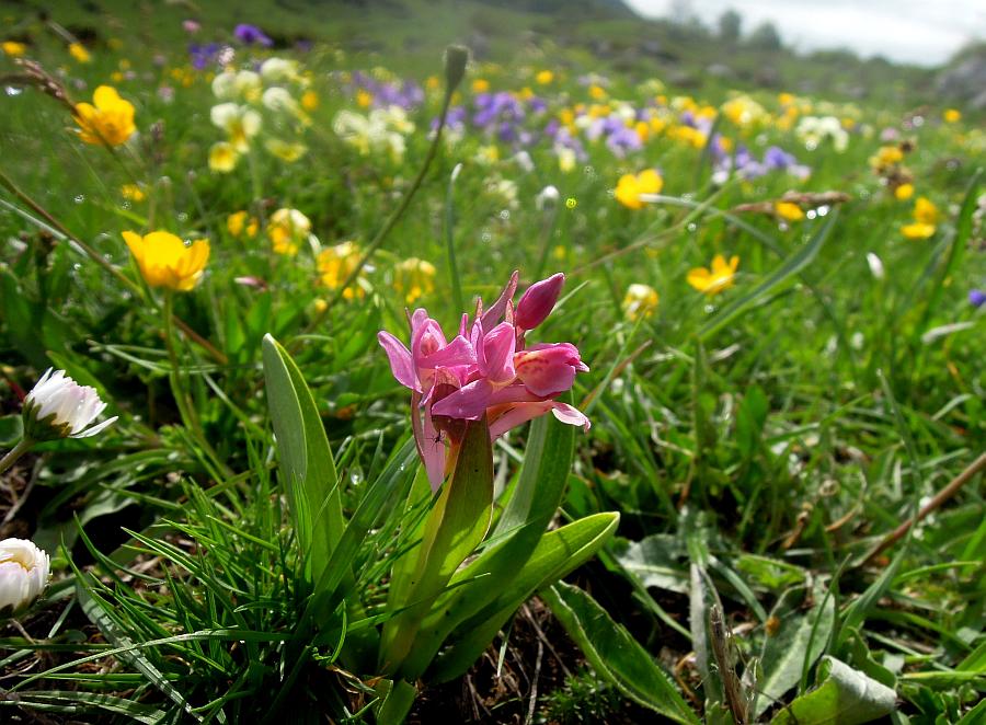 Esplosione di colori nel Parco Nazionale d''Abruzzo