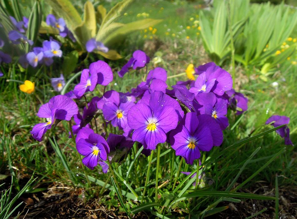 Esplosione di colori nel Parco Nazionale d''Abruzzo