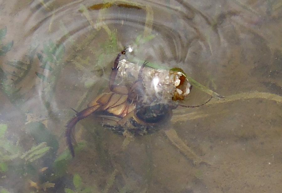 Sconosciuto da identificare: Dytiscus sp.