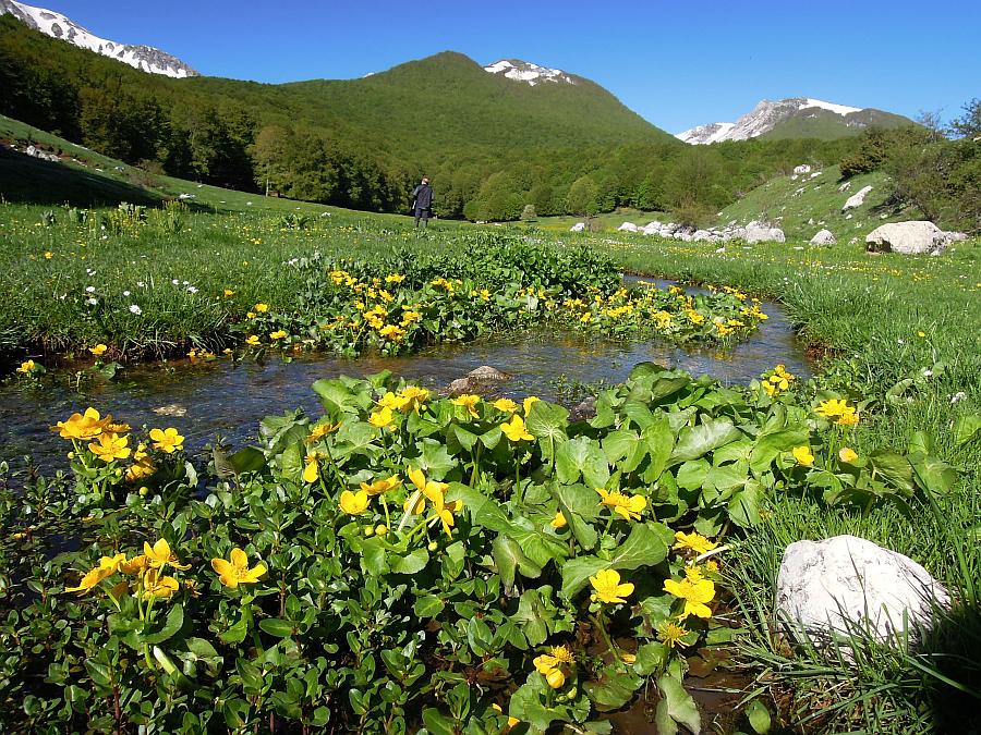 tritone.... crestato? Crestato e punteggiato