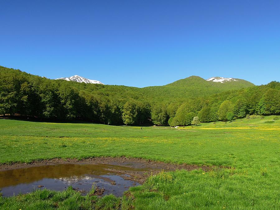 tritone.... crestato? Crestato e punteggiato