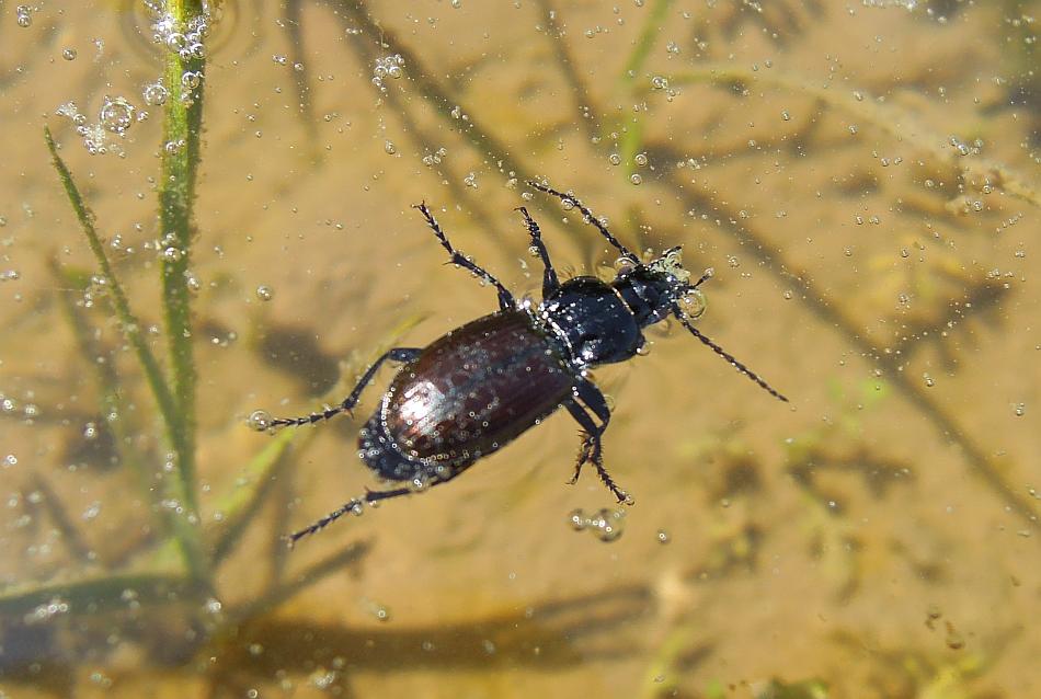 carabus? no, Pterostichus sp.