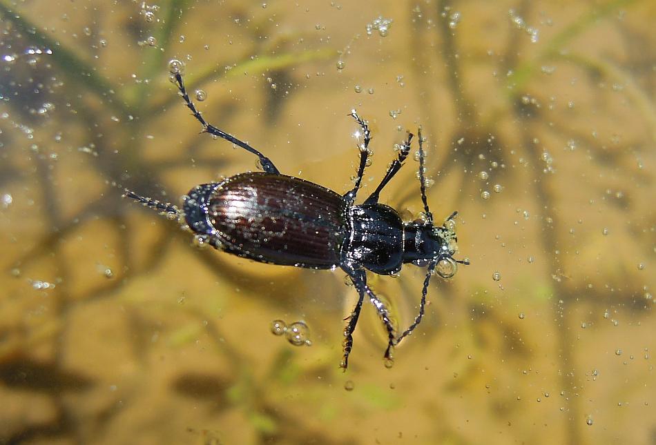 carabus? no, Pterostichus sp.