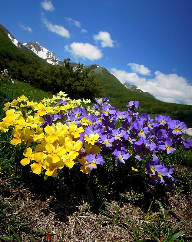 Esplosione di colori nel Parco Nazionale d''Abruzzo