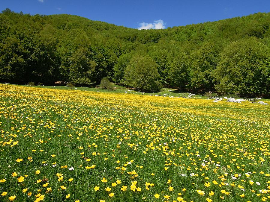 Esplosione di colori nel Parco Nazionale d''Abruzzo