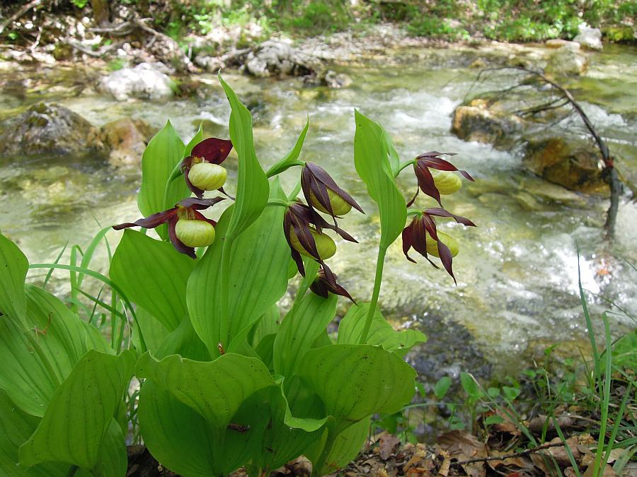 Cypripedium calceolus