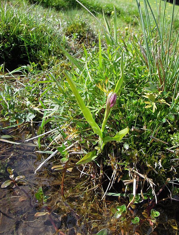 Dactylorhiza incarnata?